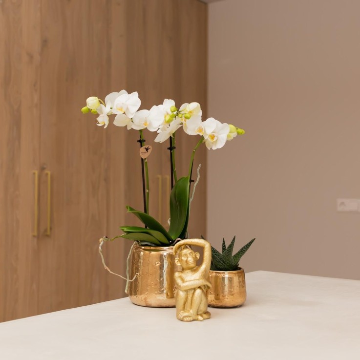 Phalaenopsis Amabilis en pot luxueux doré