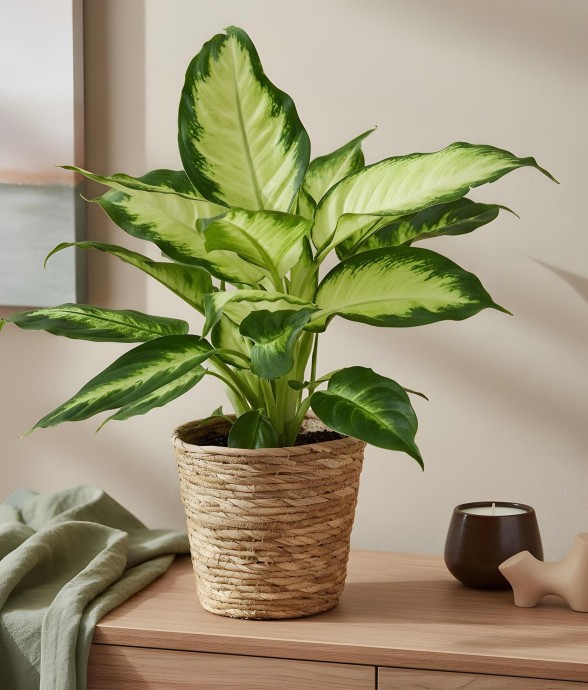 Dieffenbachia Camilla et pot