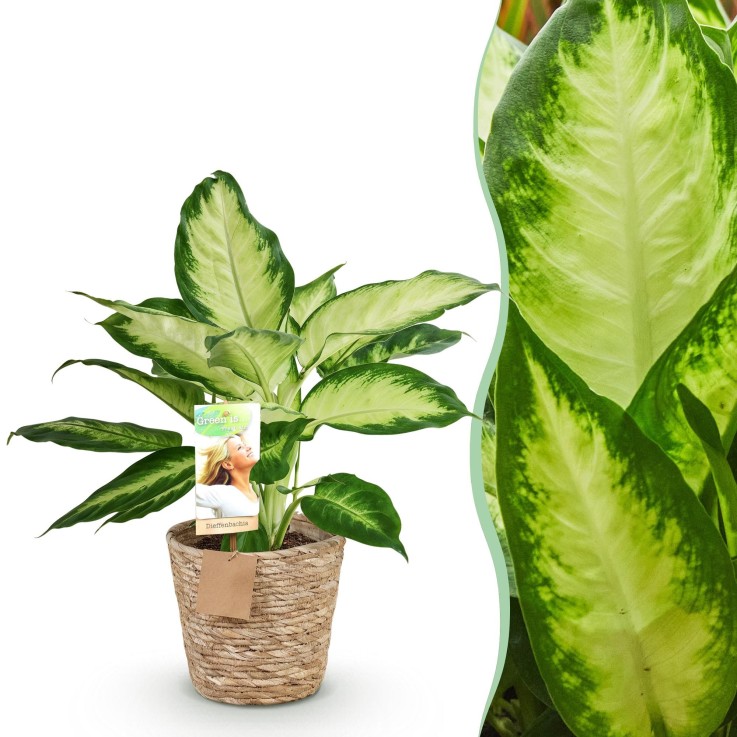 Dieffenbachia Camilla et pot