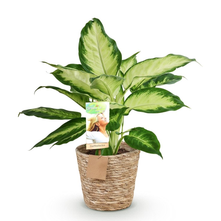 Dieffenbachia Camilla et pot
