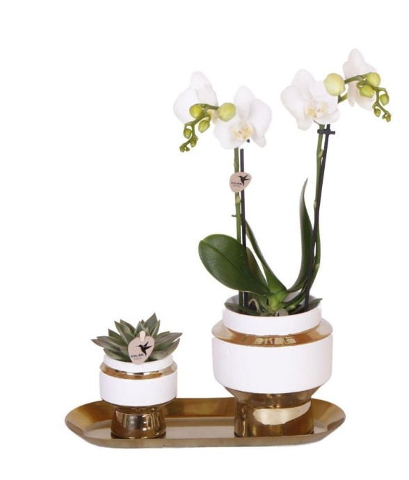 Ensemble Orchidée Blanche...