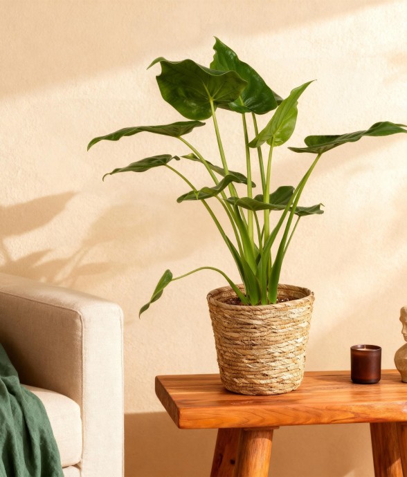 Alocasia Cucullata et panier