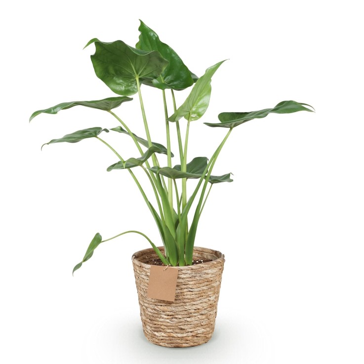 Alocasia Cucullata et panier