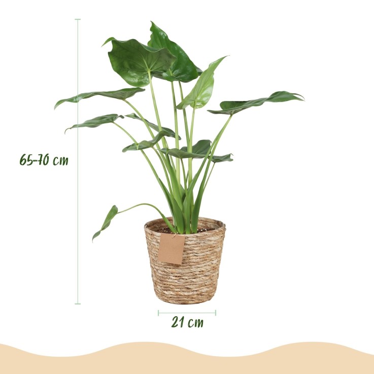Alocasia Cucullata et panier
