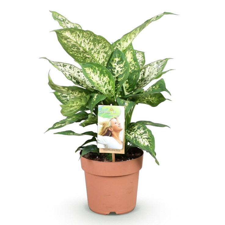 Dieffenbachia Compacta -  1