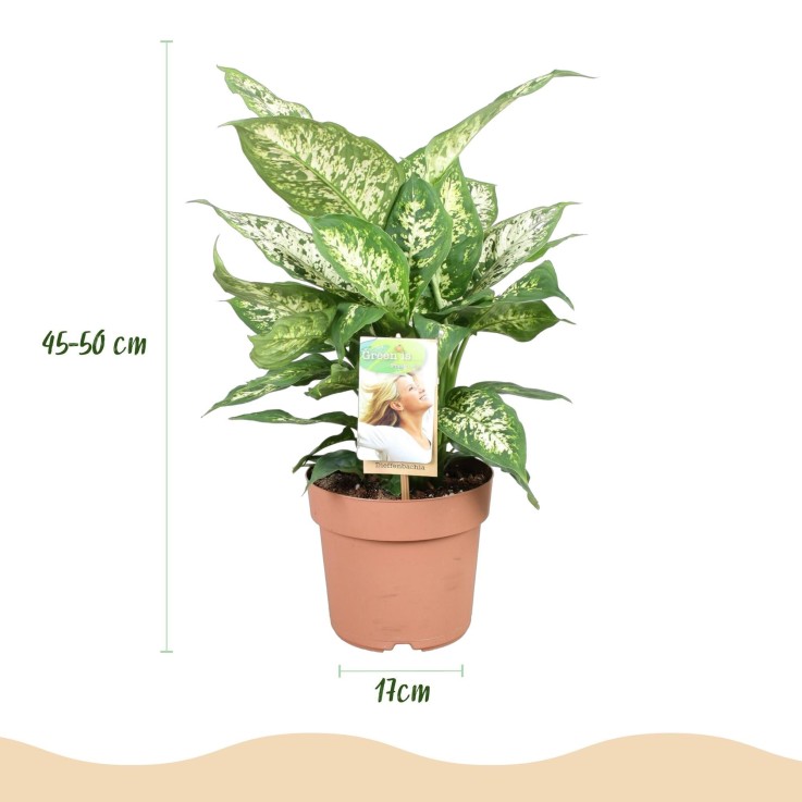 Dieffenbachia Compacta -  1