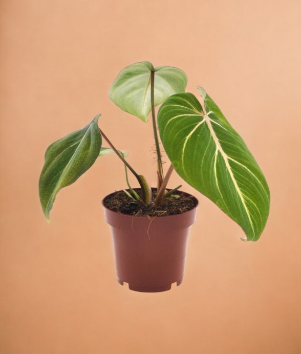 Philodendron Selloum Atom
