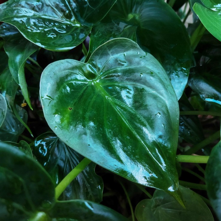 Alocasia Cucullata