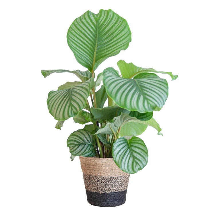 Calathea Orbifolia et son pot -  Panier naturel