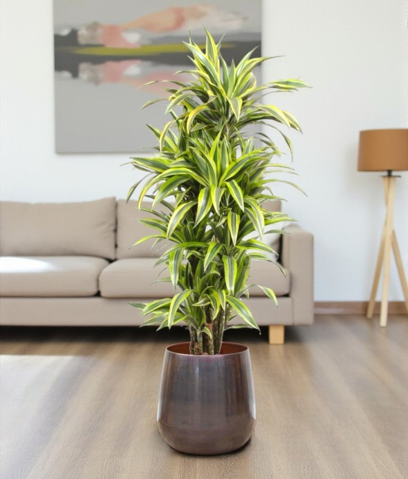 Dracaena Lemon Lime