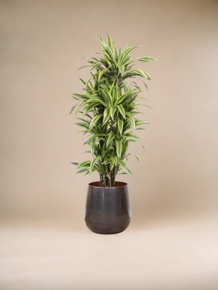 Dracaena Lemon Lime