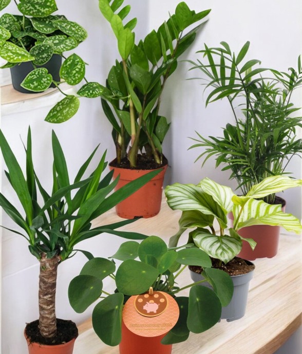 Coffret - Pack de 6 plantes...