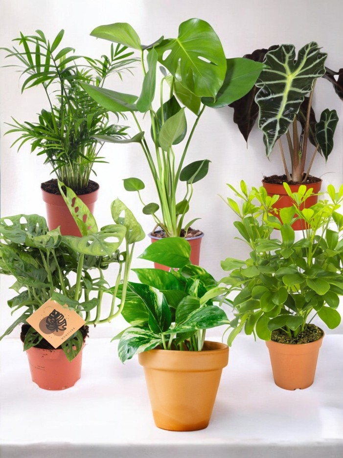 Coffret - Pack de 6 plantes -  🌴 Les Jungle