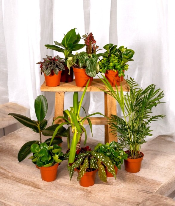 Coffret - Plantes surprises...