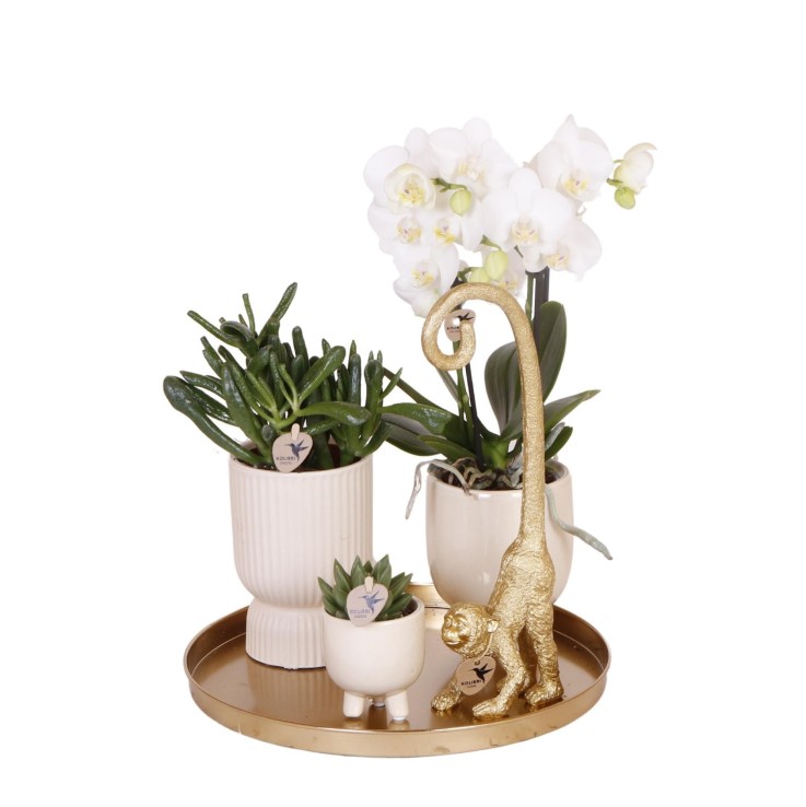 Set Orchidée Blanche Phalaenopsis et Succulentes en Pots Céramique