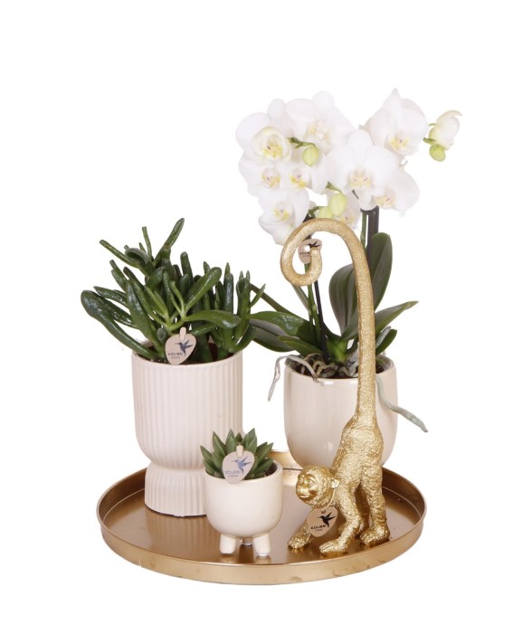 Set Orchidée Blanche...