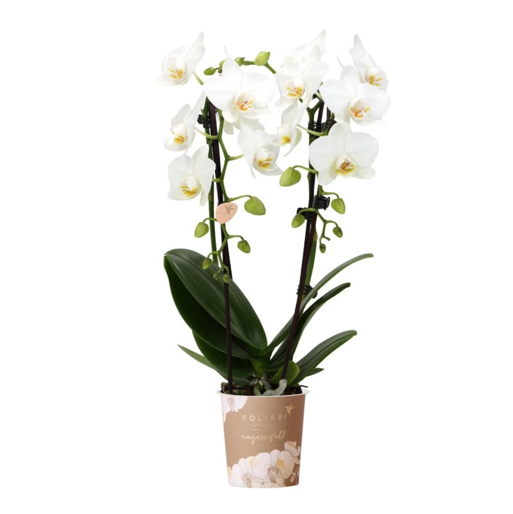 Orchidée blanche - Ø9cm - plante d'intérieur