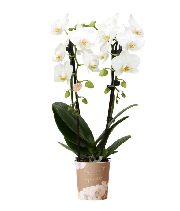 Orchidée blanche - Ø9cm -...