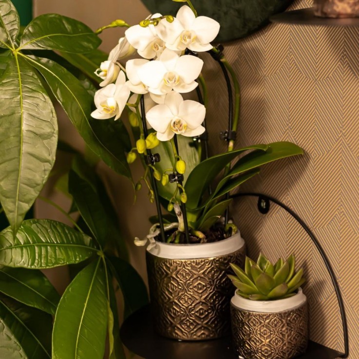 Orchidée blanche - Ø9cm - plante d'intérieur