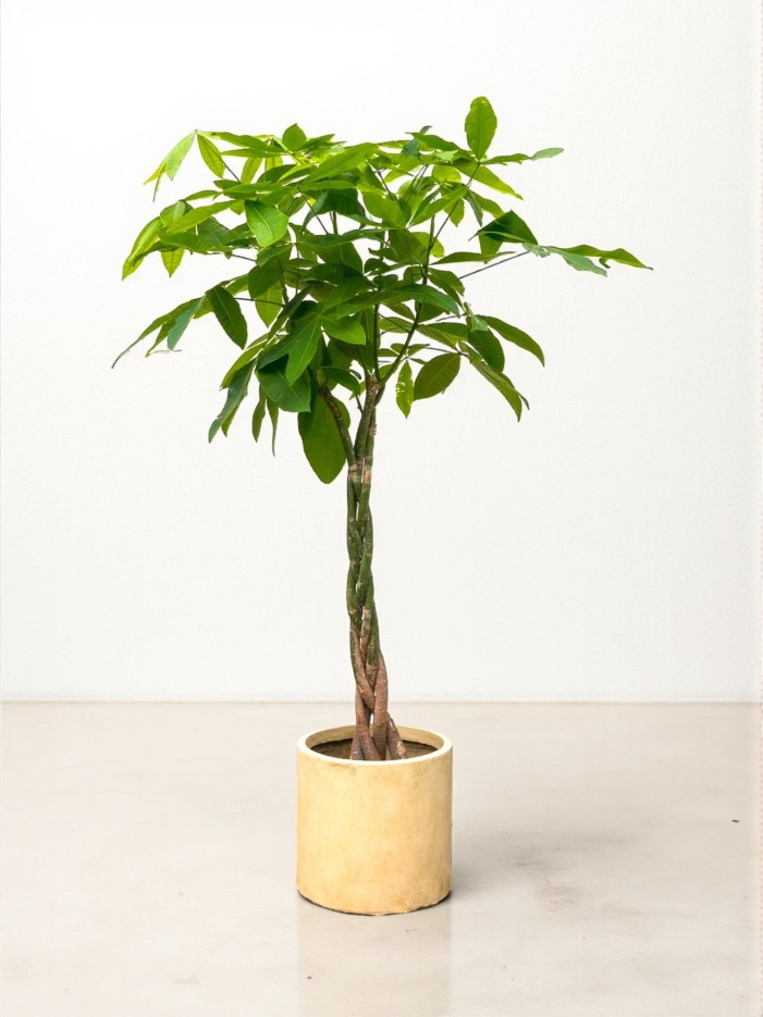 Pachira Aquatica tressé