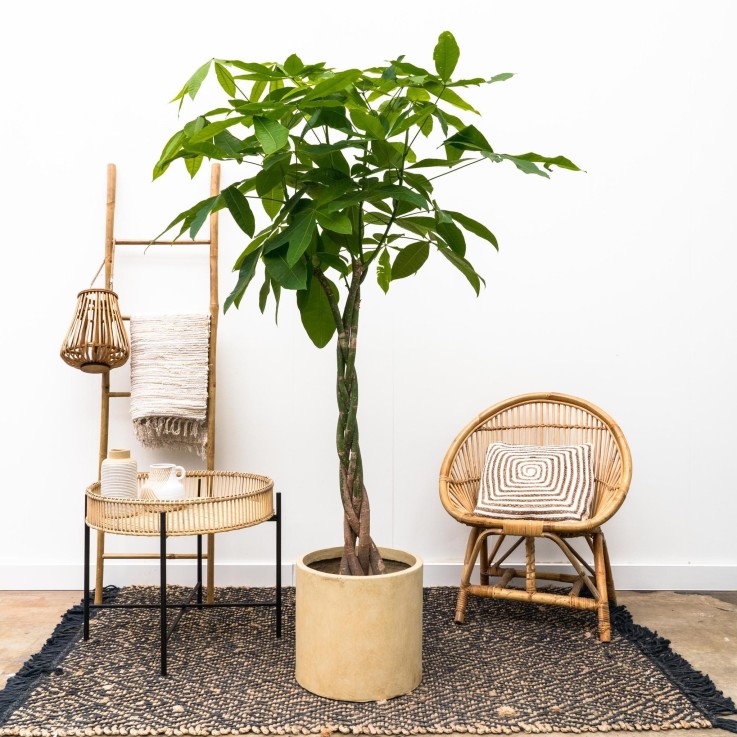 Pachira Aquatica tressé