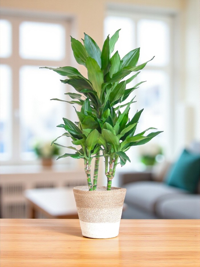 Dracaena Janet Lindt et son pot -  Gris