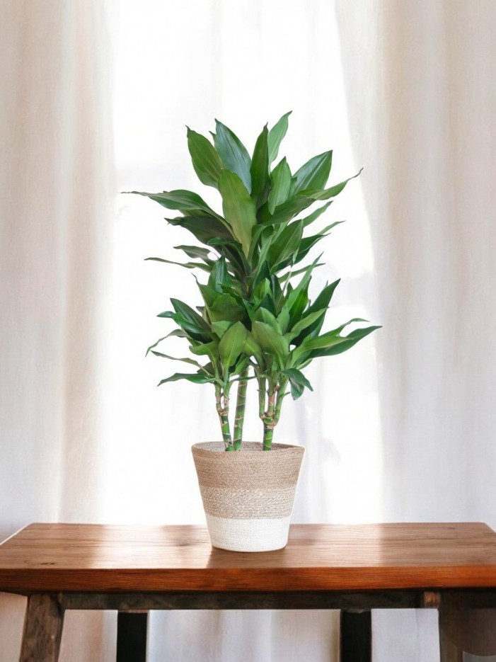 Dracaena Janet Lindt et son pot -  Gris