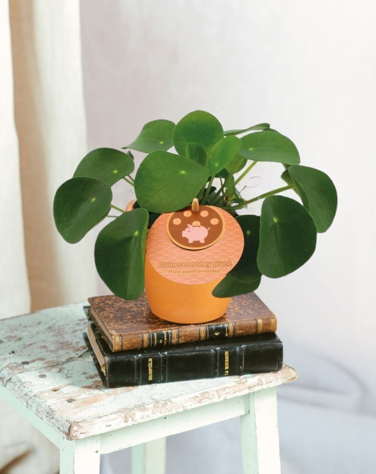 Pilea Peperomioides