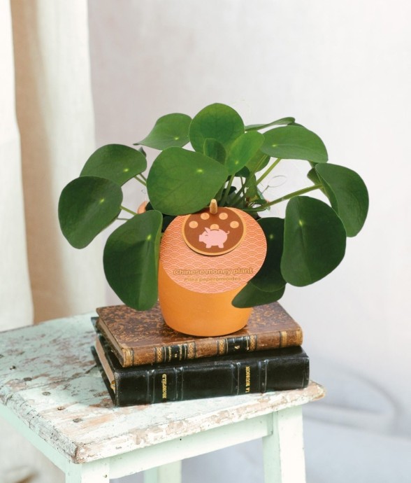 Pilea Peperomioides