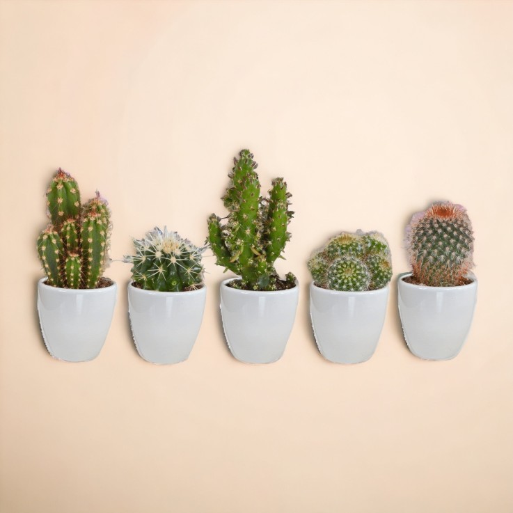 Coffret Succulente & Cactus + caches-pots blancs -  5 succulentes - Option 1