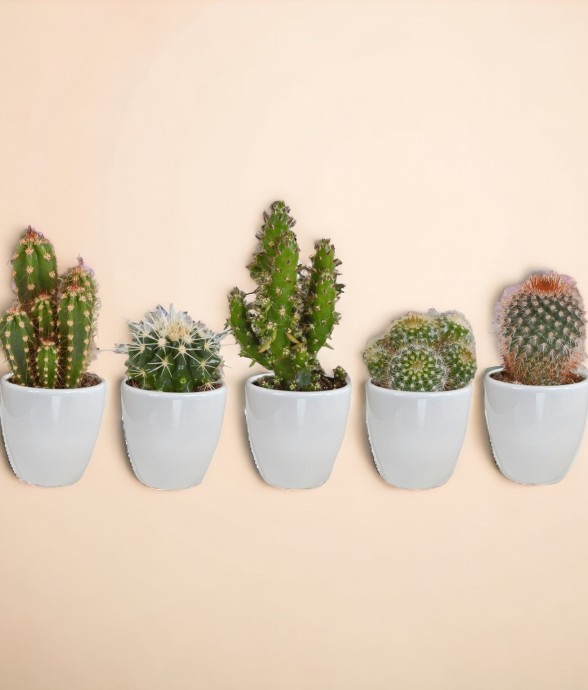 Coffret Succulente & Cactus...