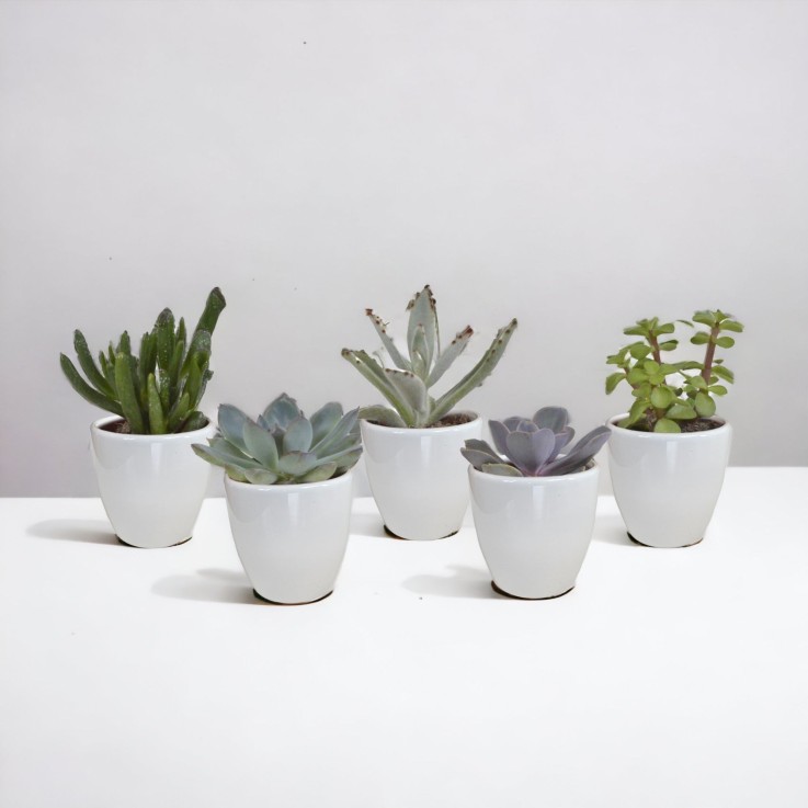 Coffret Succulente & Cactus + caches-pots blancs -  5 succulentes - Option 1
