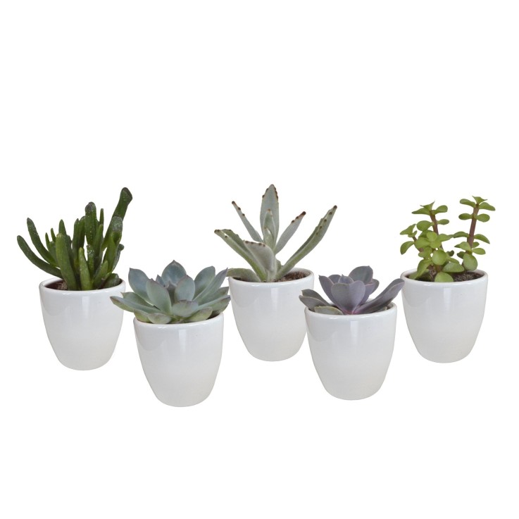 Coffret Succulente & Cactus + caches-pots blancs -  5 succulentes - Option 1