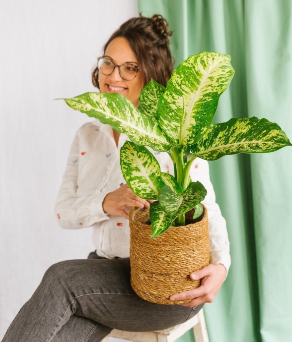 Dieffenbachia Compacta Mars