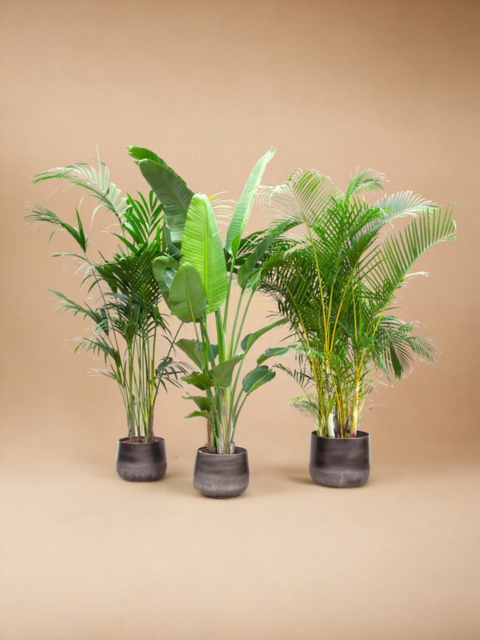 Palmier Kentia, Strelitzia Augusta, Palmier Areca - Lot de 3 plantes - Coffret cadeau