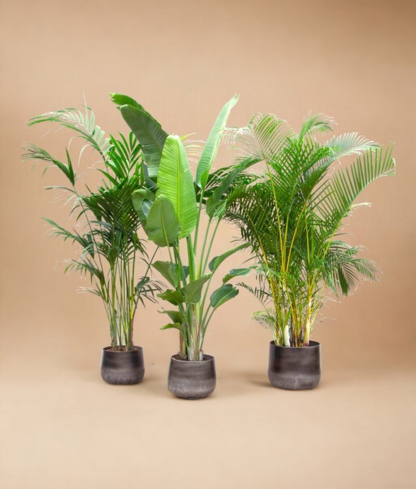 Palmier Kentia, Strelitzia...