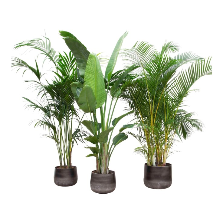 Palmier Kentia, Strelitzia Augusta, Palmier Areca - Lot de 3 plantes - Coffret cadeau