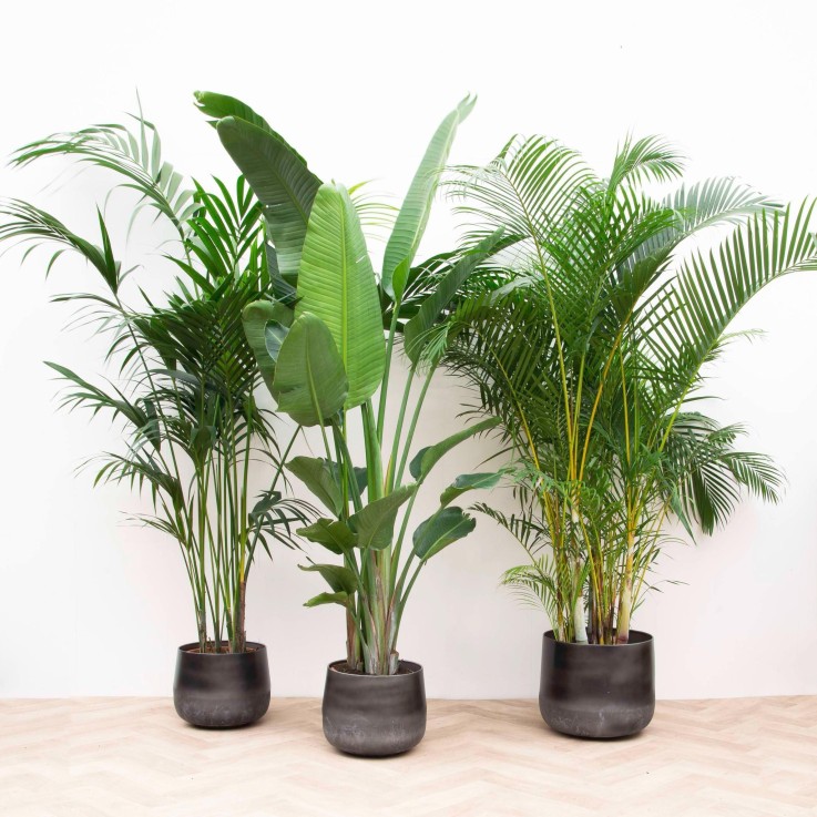 Palmier Kentia, Strelitzia Augusta, Palmier Areca - Lot de 3 plantes - Coffret cadeau