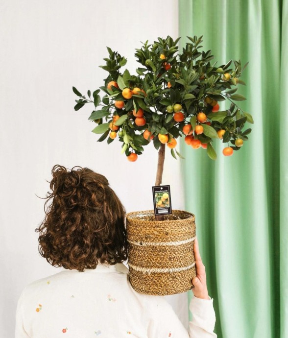 Citrus Calamondin