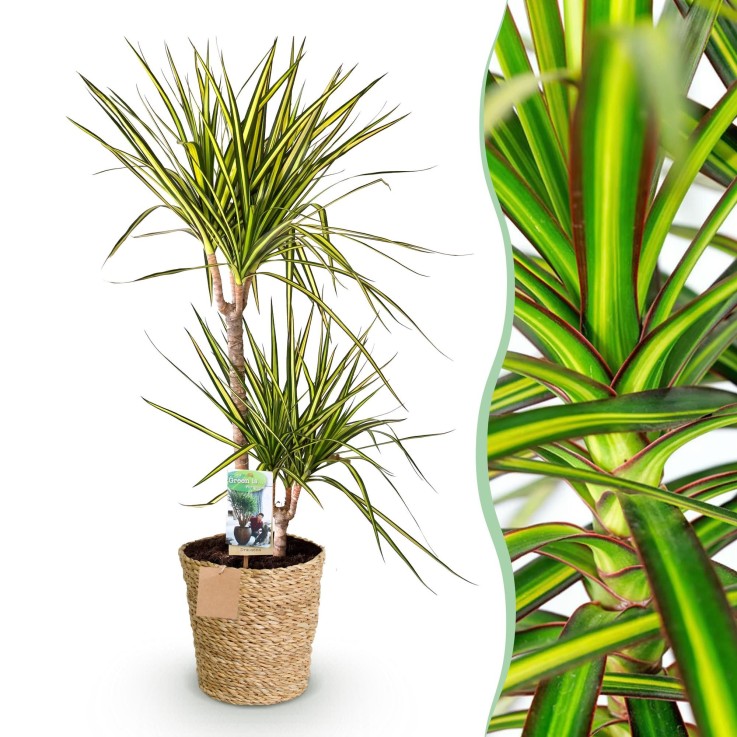 Dracaena Sunray et panier