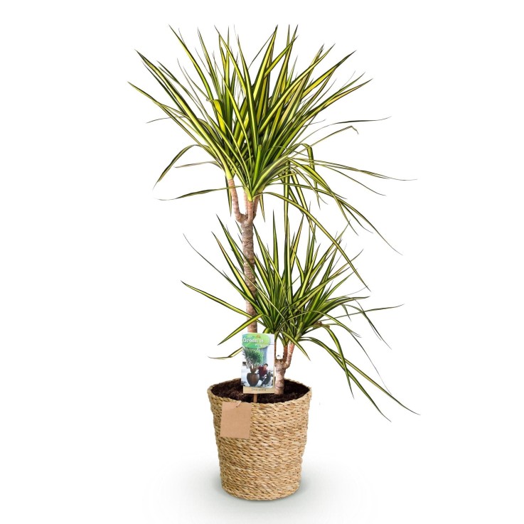 Dracaena Sunray et panier