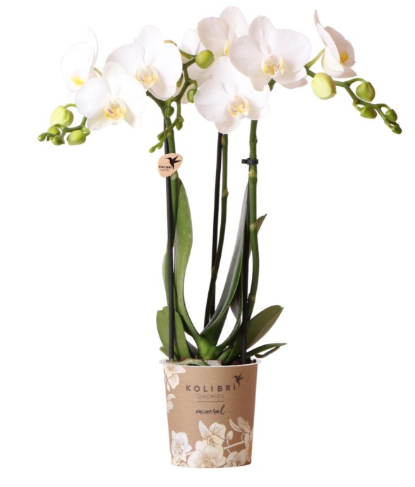 Orchidée blanche -  Seule