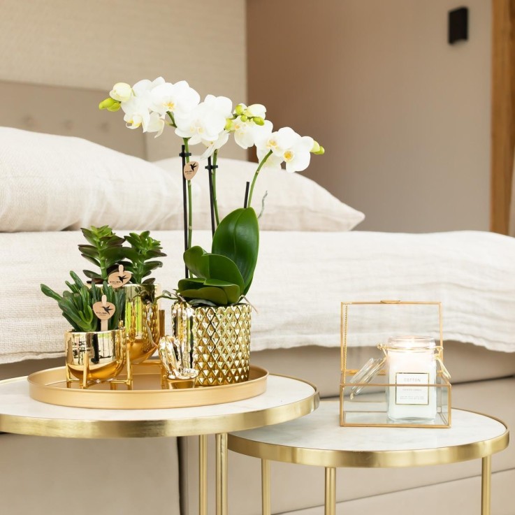 Orchidée blanche -  Seule