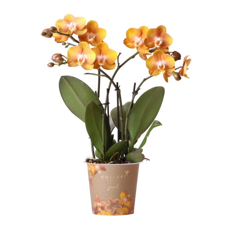 Orchidée Phalaenopsis Orange - Jewel Las Vegas -  Par 4