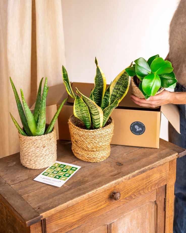 Coffret de Plantes Easycare -  Box 3 plantes - Option 1