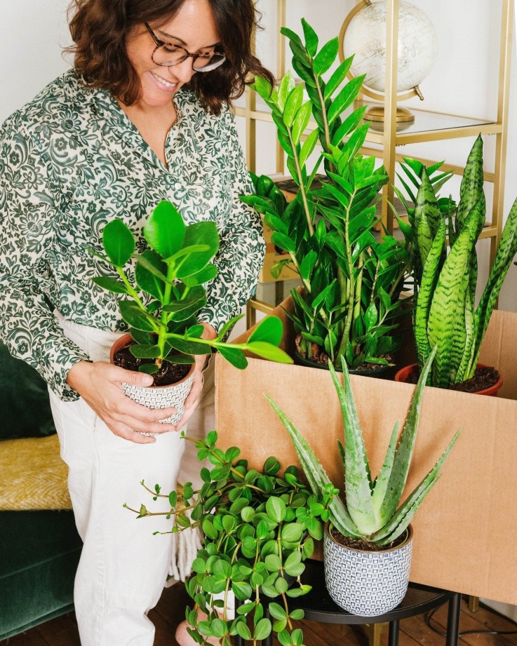 Coffret de Plantes Easycare -  Box 3 plantes - Option 1