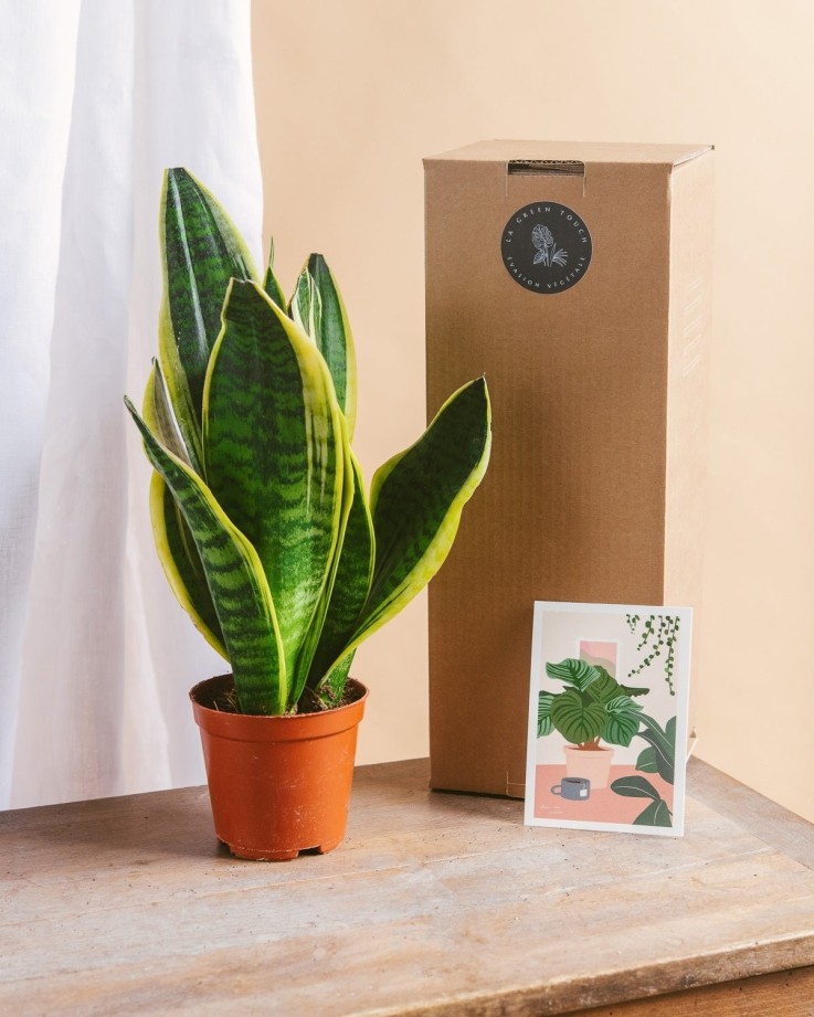 Coffret de Plantes Easycare -  Box 3 plantes - Option 1