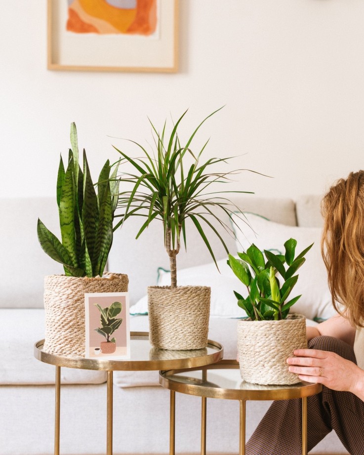 Coffret de Plantes Easycare -  Box 3 plantes - Option 1
