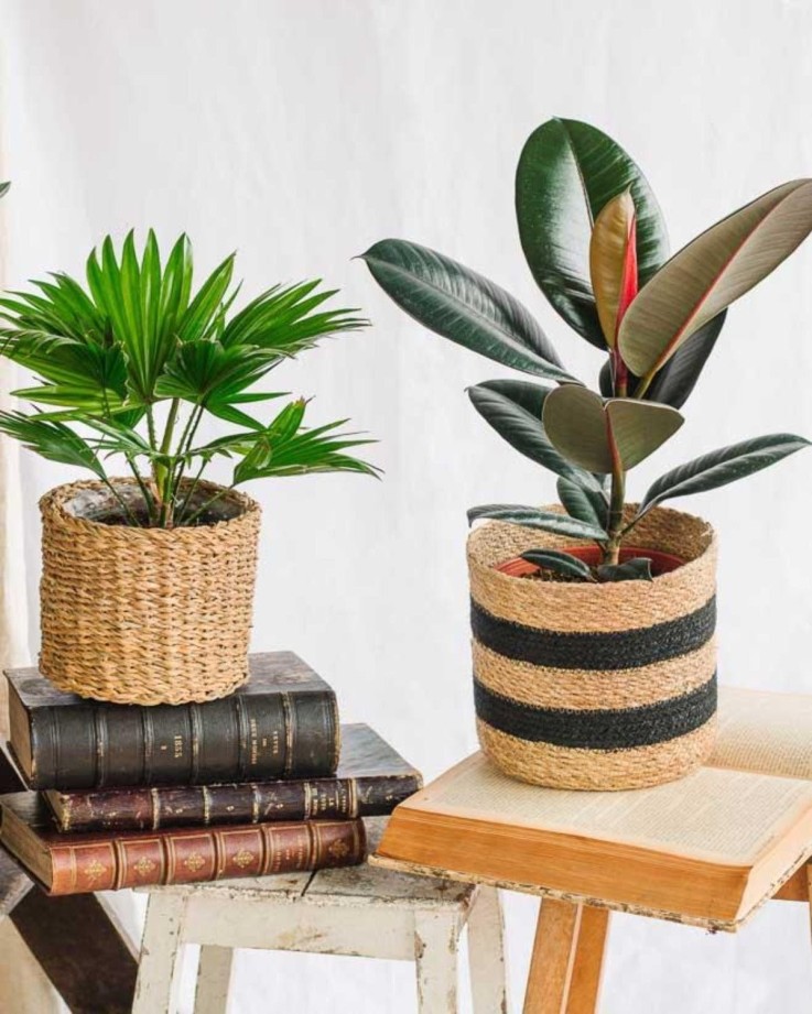 Coffret de Plantes Easycare -  Box 3 plantes - Option 1