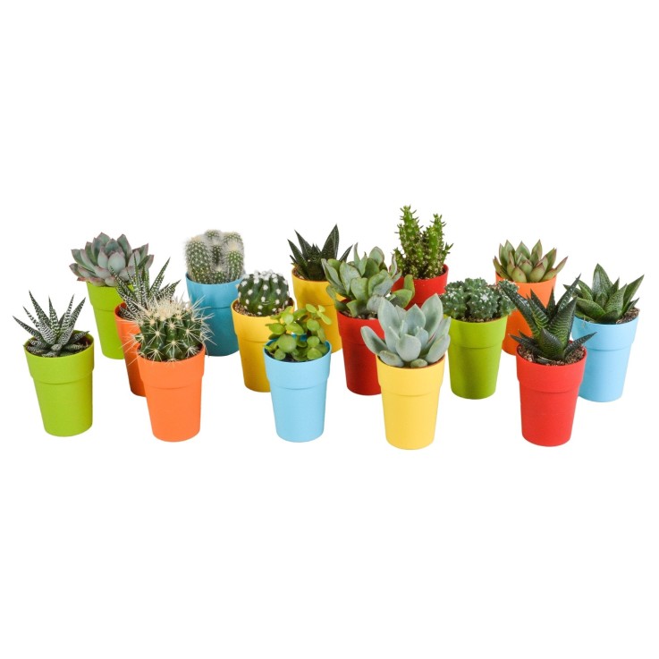 Mix de 15 cactus et succulentes et leurs caches-pots colorés h13cm